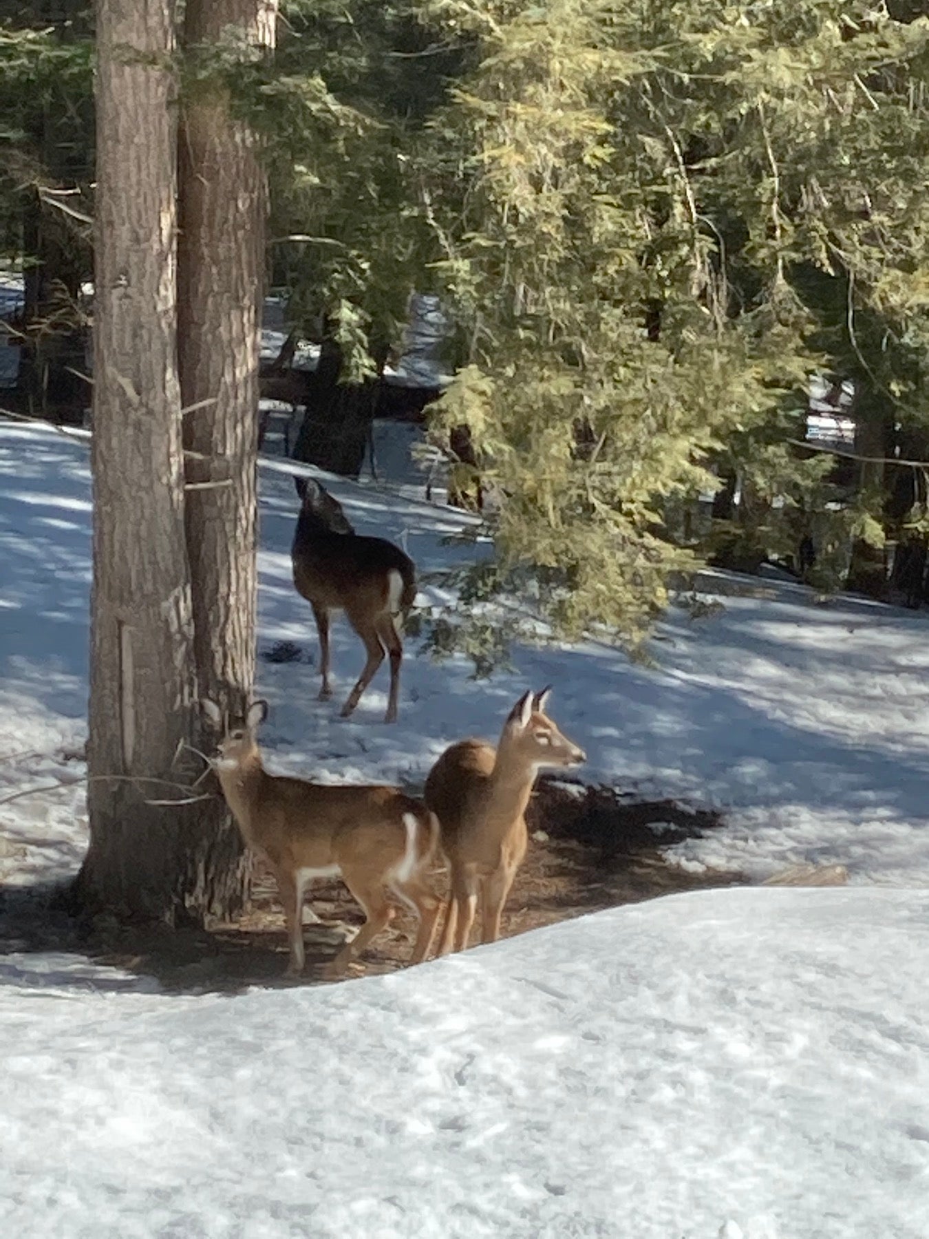 Adirondack Park Necklace by Close 2 UR Heart